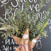Eucalyptus SHOWER BUNDLE